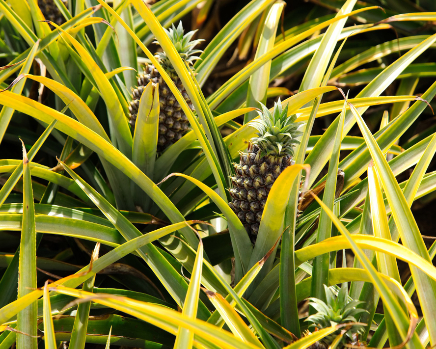 Bromelain: Faydaları, Kullanımı ve Bilmeniz Gerekenler
