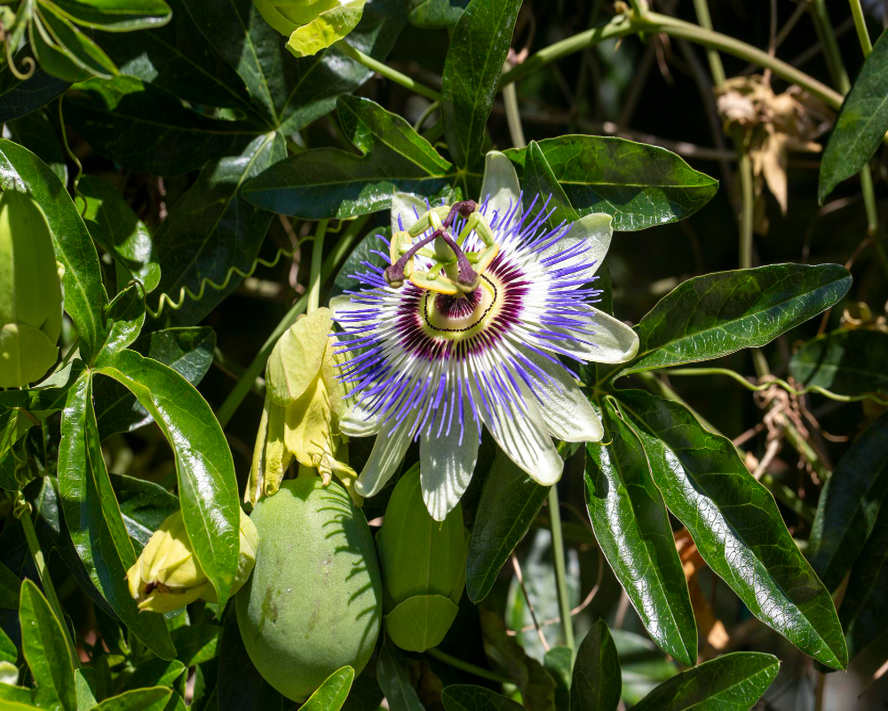 Passiflora Şurubu: Nedir, Faydaları Nelerdir ve Nasıl Kullanılır?