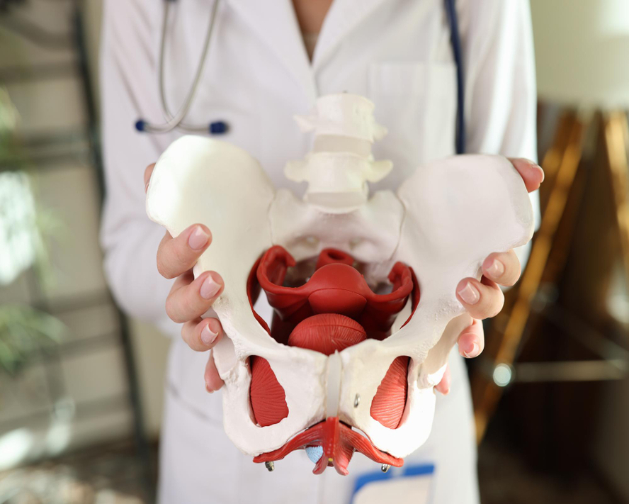 Pelvis Nedir? Leğen Kemiğinin Yapısı ve Önemli Görevleri