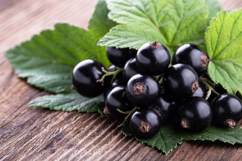 Frenk Üzümü Nedir? Frenk Üzümü Faydaları Nelerdir?