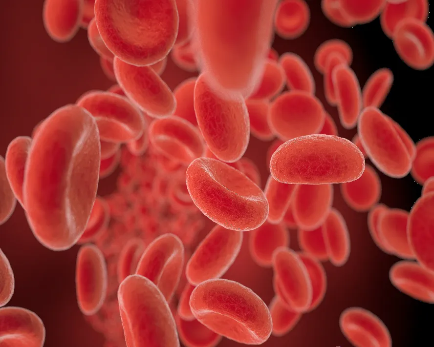 Hematolojide (Kan Hastalıklarında) Kök Hücre (Kemik İliği) Naklinin Yeri ve Önemi