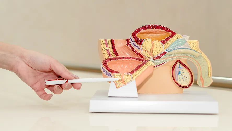 PROSTATE BIOPSY NAVIGATION