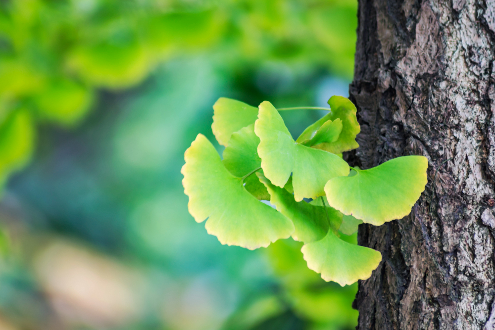 Ginkgo Biloba Nedir? Faydaları ve Yan Etkileri Nelerdir?